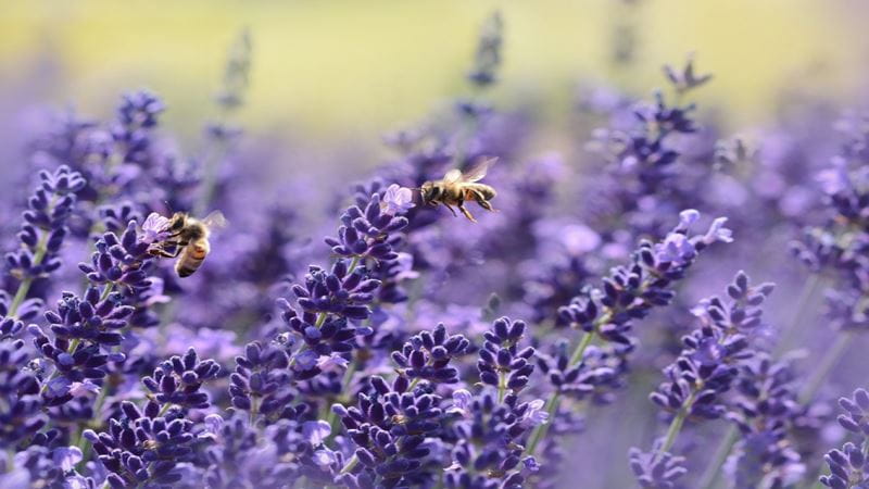 Was uns ein Bienenparasit lehrt: Naturbedingte Risiken für Investoren und Unternehmen
