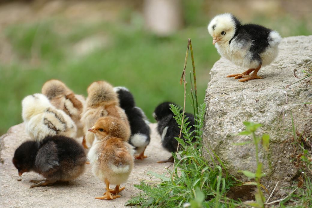 Chicks in the farm